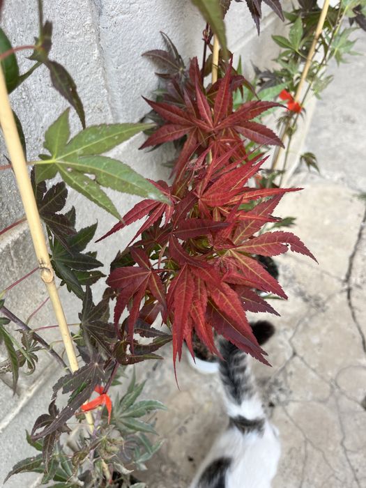 Ацер Атропурпуреа