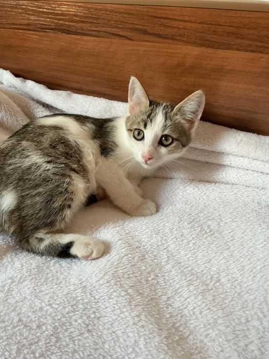 Отдам котенка в добрые руки