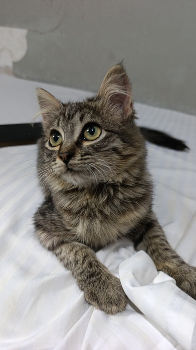 Кошечка, в добрые заботливые руки