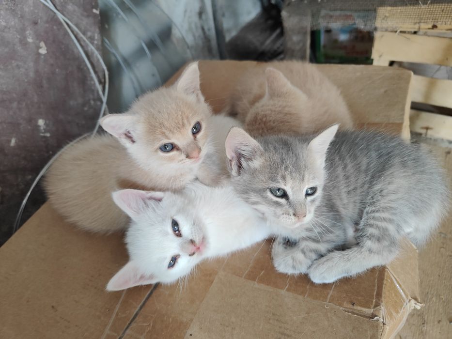 Подарявам малки котенца.