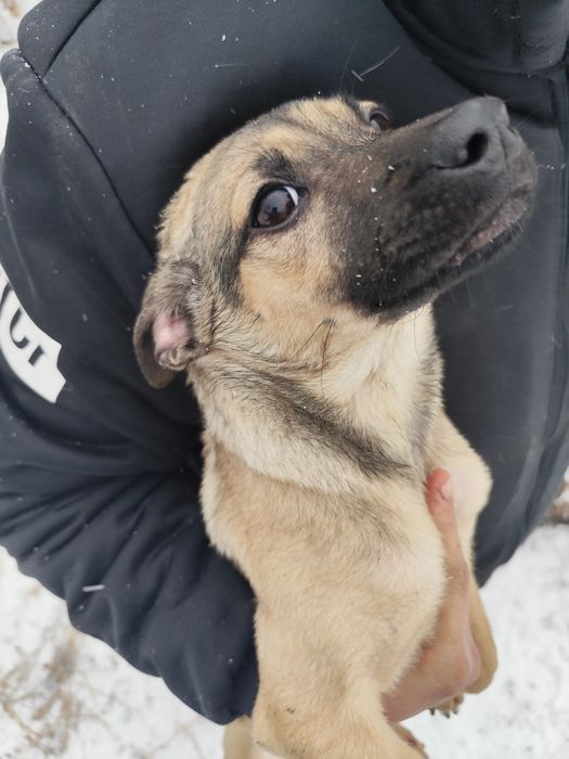 Щенок девочка 3 месяца привитая ищет дом