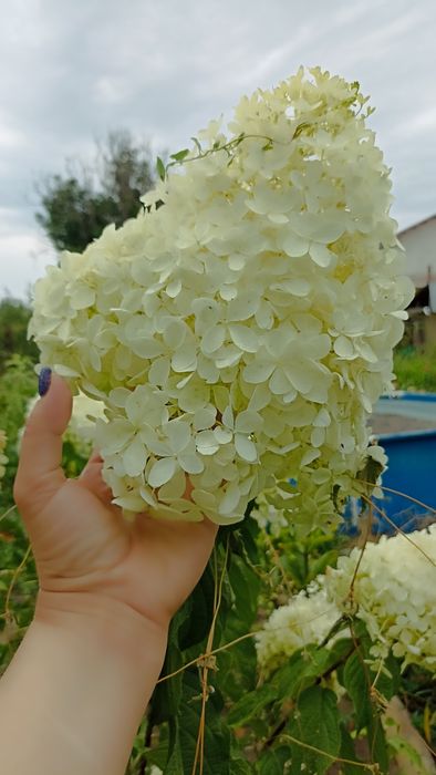 Гортензии  метельчатые  Вейгела