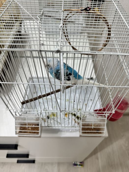 Попугаи 3 шт, 2 клетка. нурсат