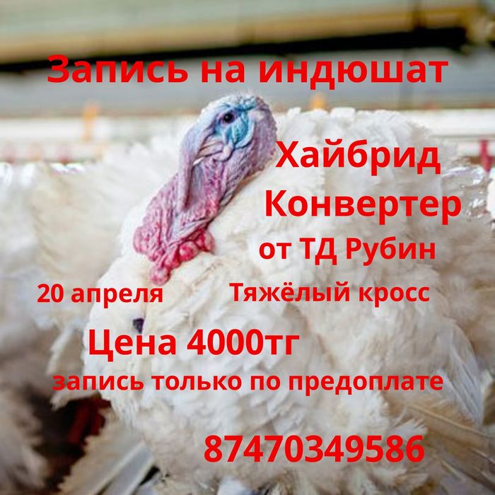 Индюшата Хайбрид Конвертер