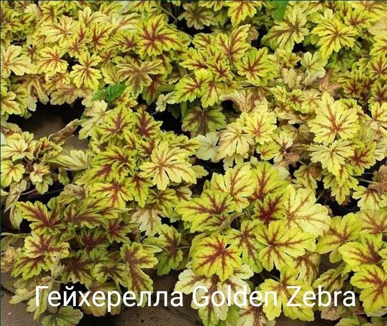 Продам саженцы гейхеры