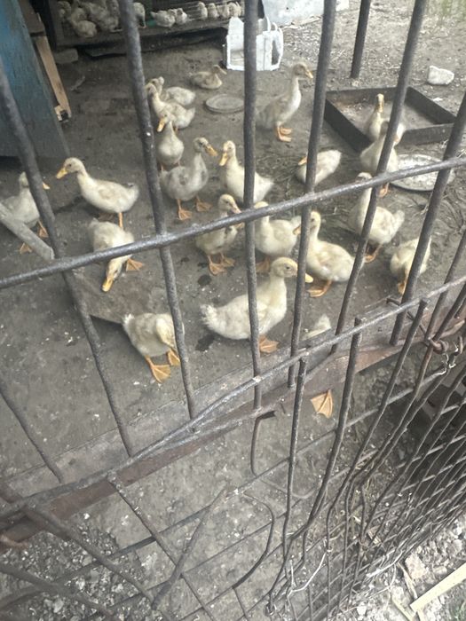 Утята двухнедельные