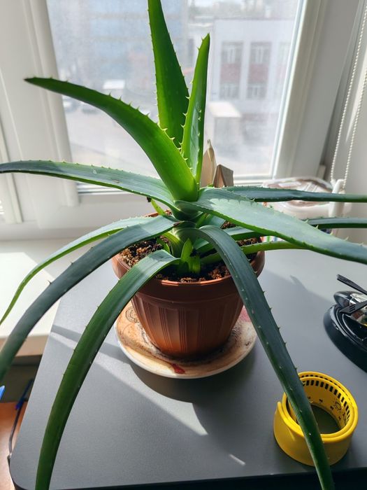 Алоэ вера цветок