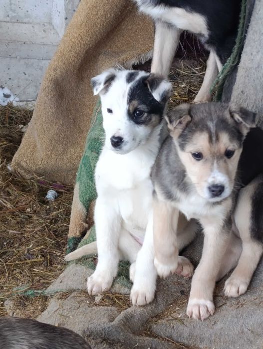 Отдам щенков. Будут средними