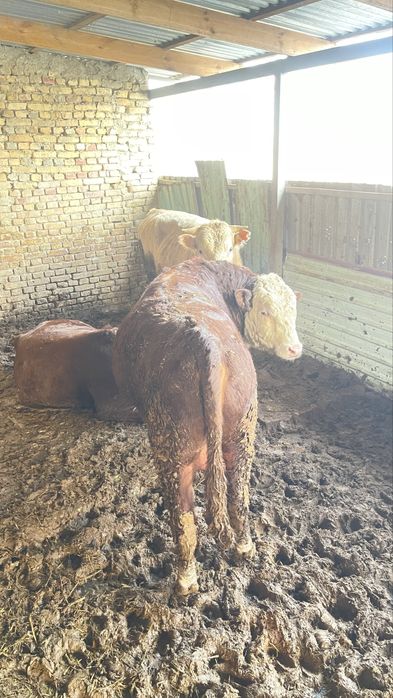 Buqa sotiladi nasldor