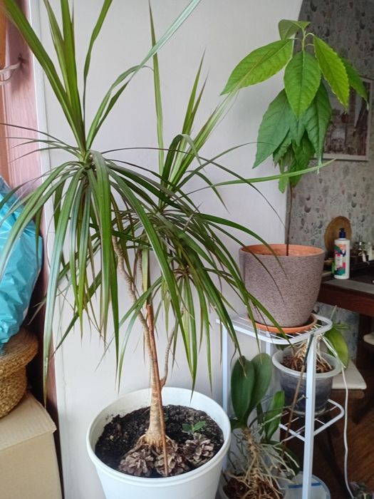 Комнатные цветы .