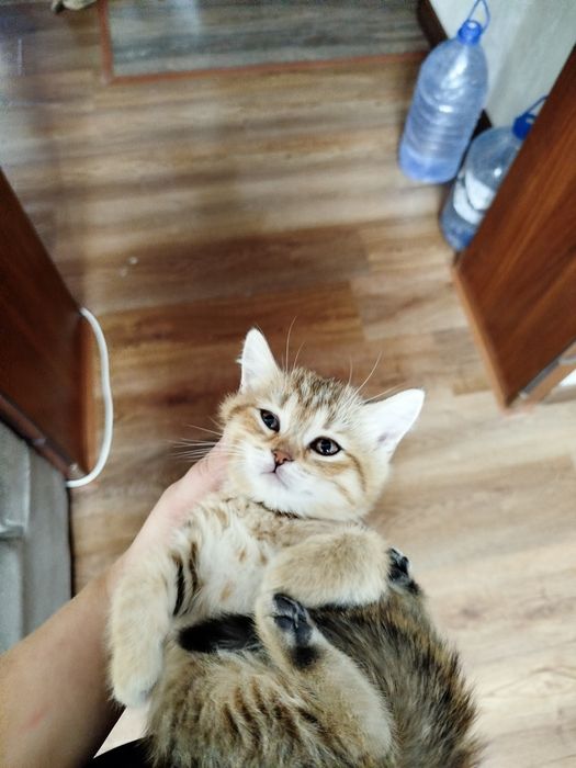 Ласковые, нежные малыши Скотиш  страйт