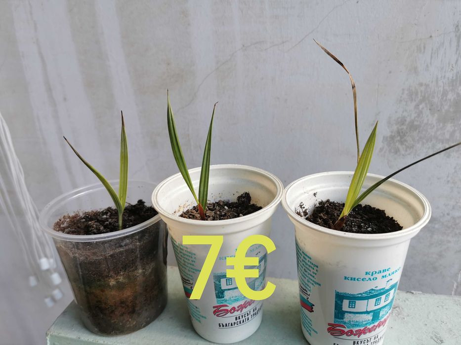 Продавам семена за палми