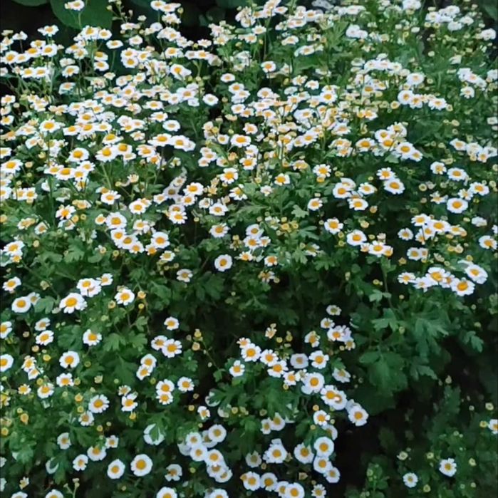 Ромашки. Букеты ромашек. Суперстойкие