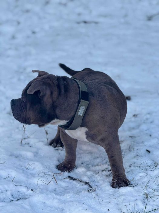 American Bully Merle