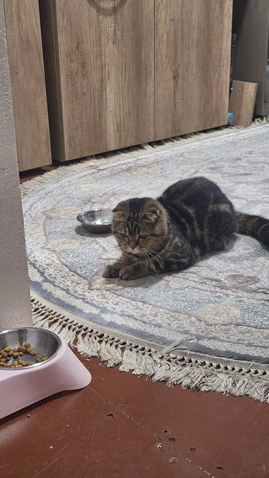 Skotsh fold qiz bola