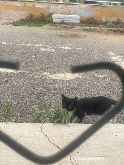 Отдам двух котят