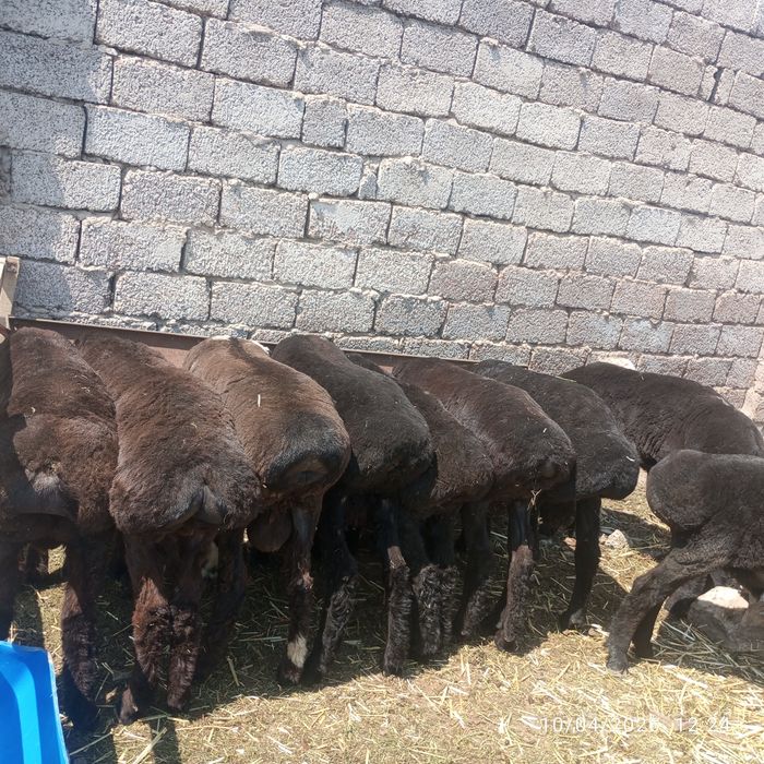 Qoʻchqorlar sotiladi