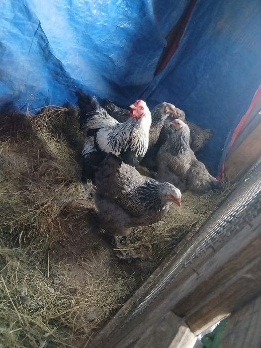 Семейка тёмного брама