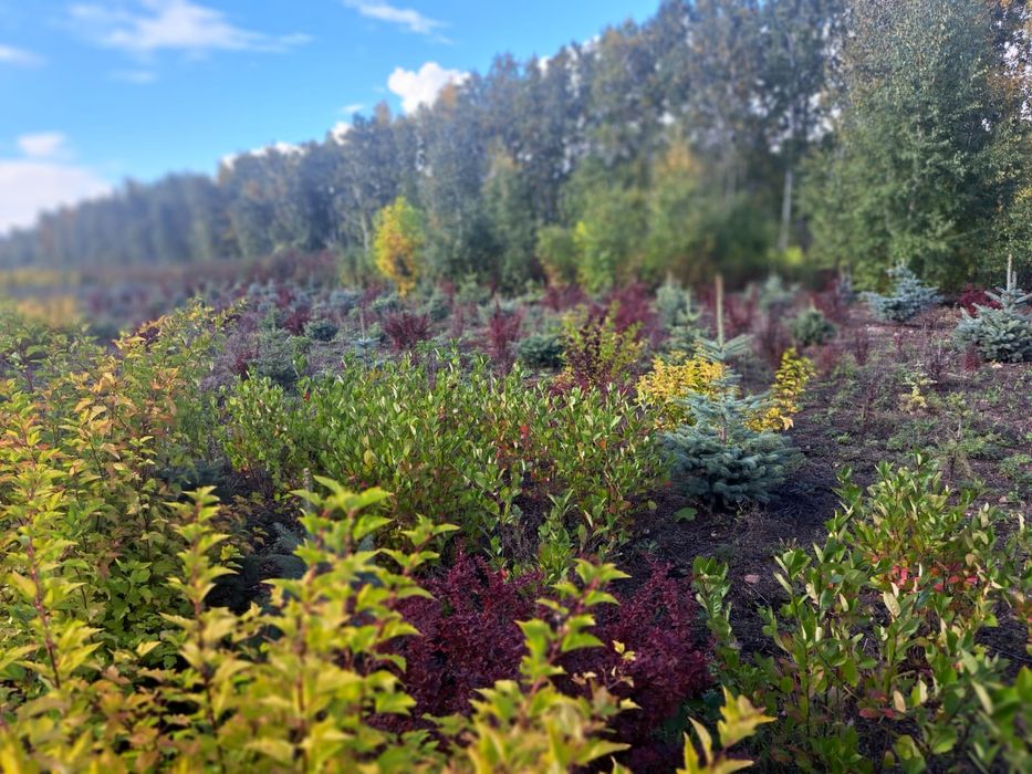 Озеленение участка