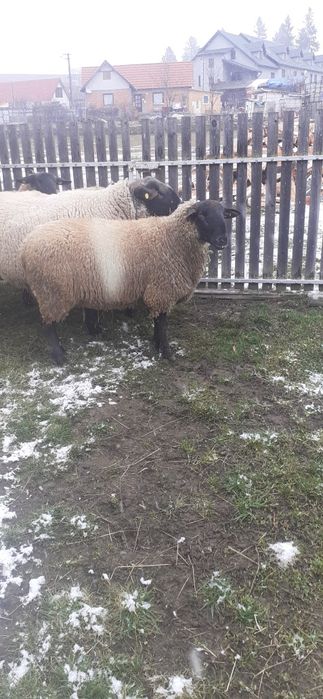 Vând berbeci suffolk