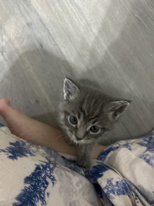 милые котята 1 месяц