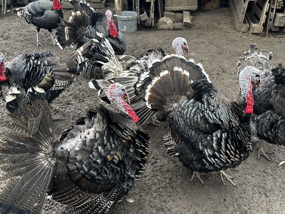 Curcani si curci de vanzare