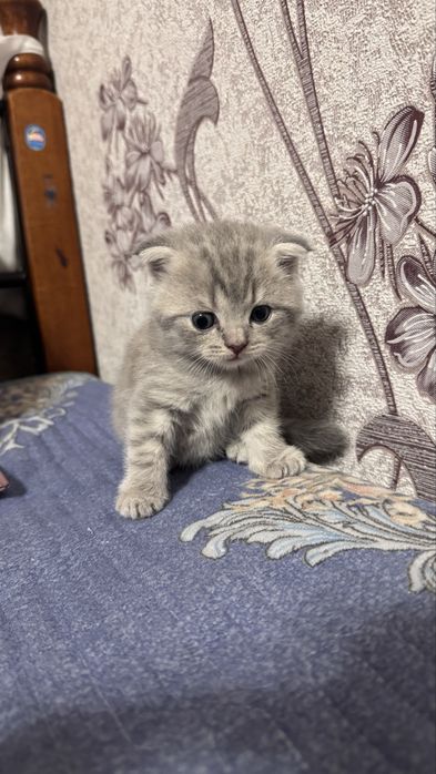 Продам шотландских котят