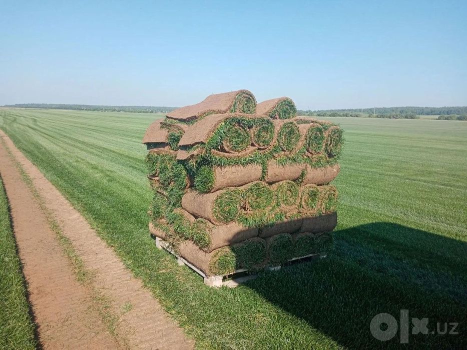 Газон рулонный Самарканд