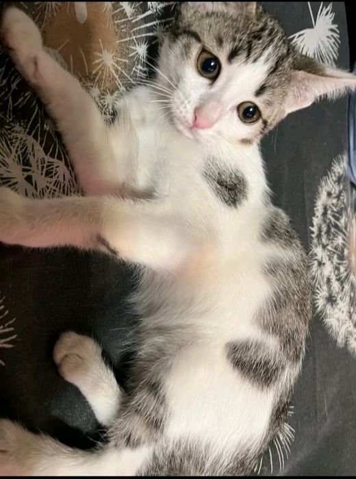 2 котенка, все девочки
