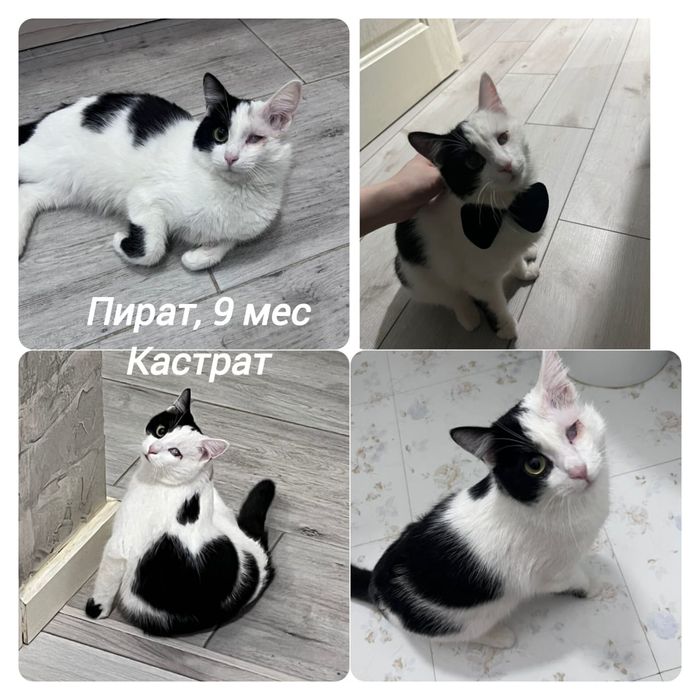 Отдам в добрые руки.