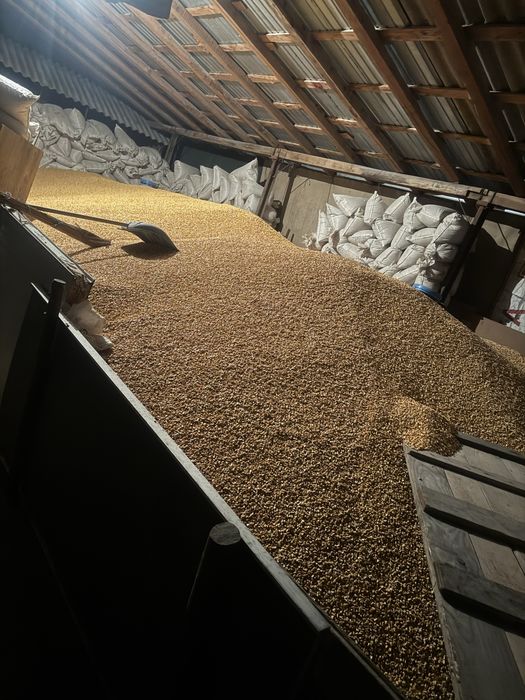 Grîu 1,20 lei kg  Porumb 1,35 lei Orz 1,5 lei Ovăz1,5 lei kg Floare3lei