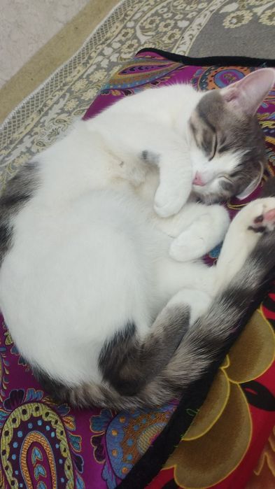 Кошечка девочка в добрые руки