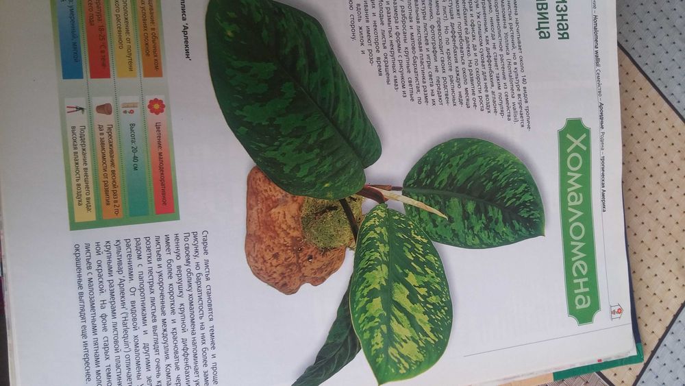 Продам книгу Комнатные растения.