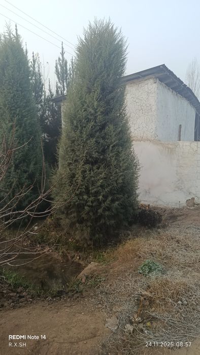 Arizoniniski keparis archa 7 yoshlik арезонский кепари арча 7 йошлик