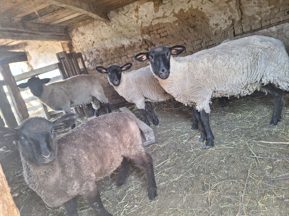 Oi Suffolk de carne