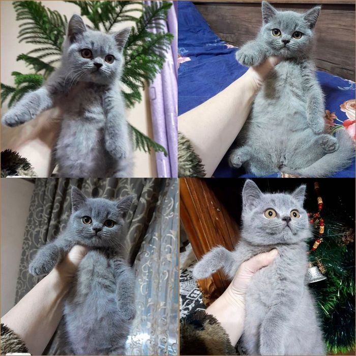 Продается чистокровная Британка