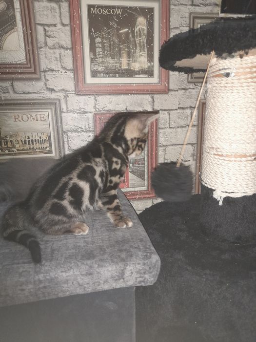 Продажа бенгальской пароды