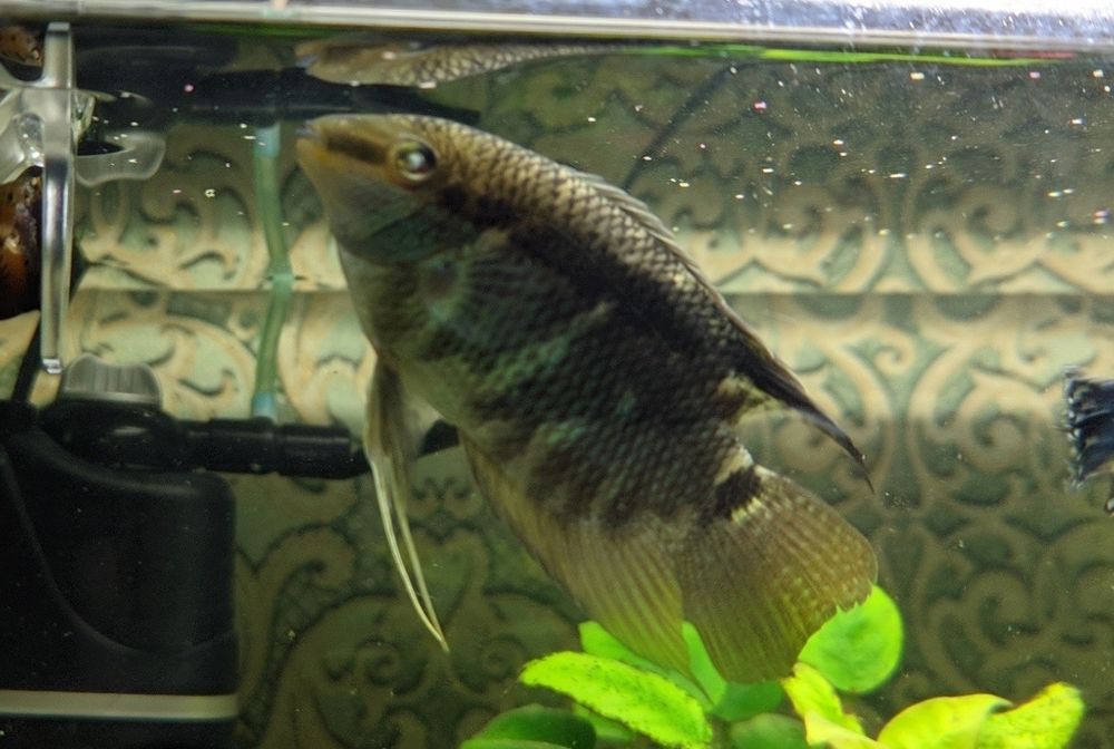 Цихлида Мезонаута, аквариумная рыбка.