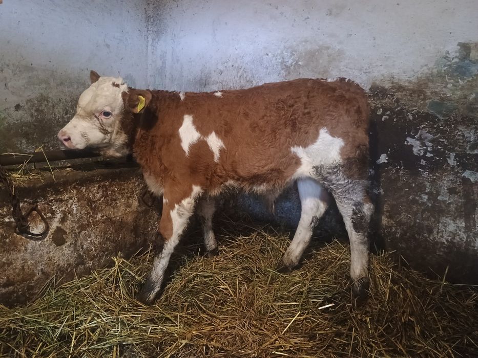 Vând un tăuraș baltat și o vitea belgiana