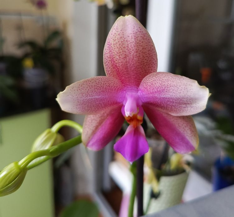 Продам орхидею. Очень много сортов.