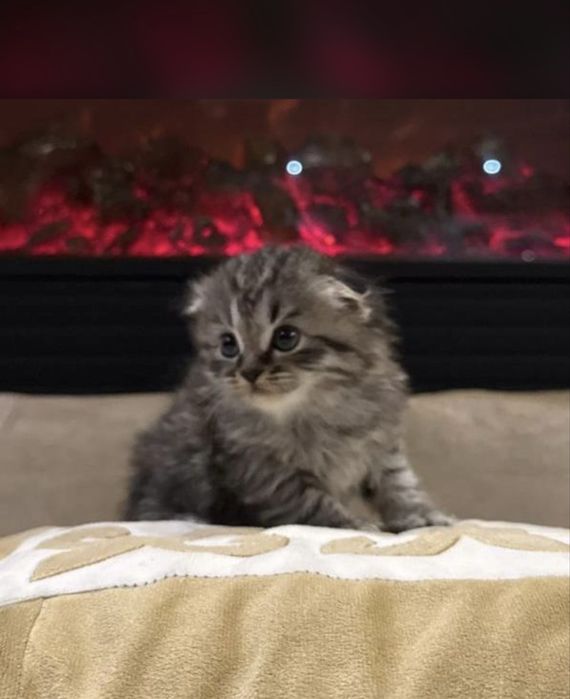 Продам шотландских вислоухих котят
