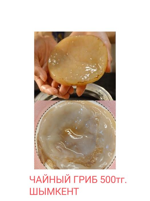 Продам Чайный Гриб
