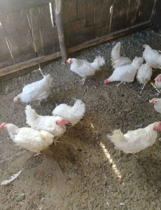 куры несушки белые