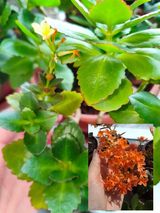 Продам цветы комнатные