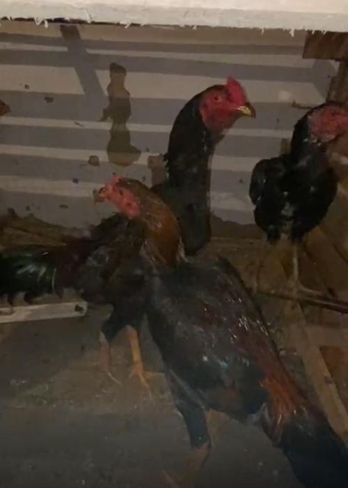 Бойцовский шожелер бар