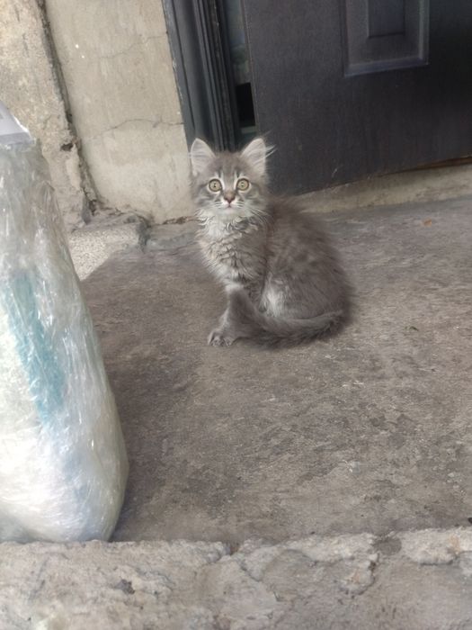 Котёнок, мальчик, 3 мес. Ищет хозяина.