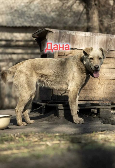 Дарю в добрые и ответственные руки