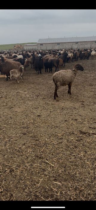 Қойлар тоқтылар марқалар сатылады