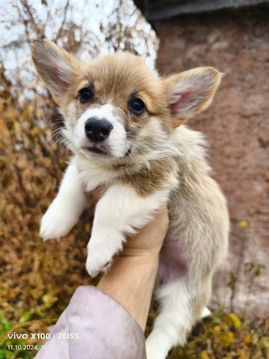 Щенки вельш корги пемброк.
