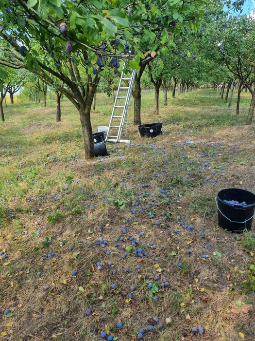 Prune pentru tuica Bio / nestropite